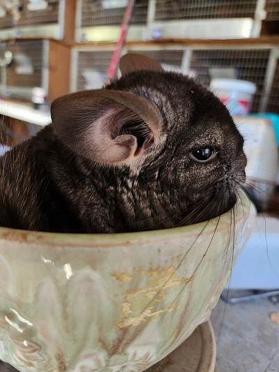 Chinchillas for sale in Augusta, Ga.. We have greys, ebonies, beiges, velvets, mosaics, and