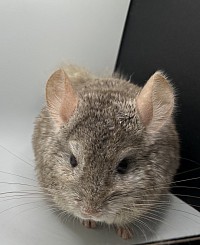 Beige male 325