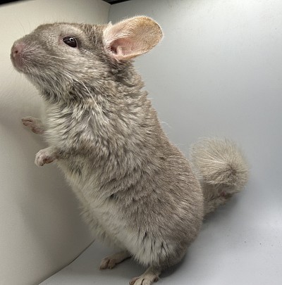 Beige male 325