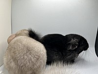 Ebony female 350  Beige female 325