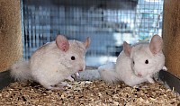 Pink white male $400