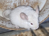 Pink white male $400